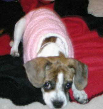 My beloved puppy Bunny, in the first sweater I crocheted for her.
